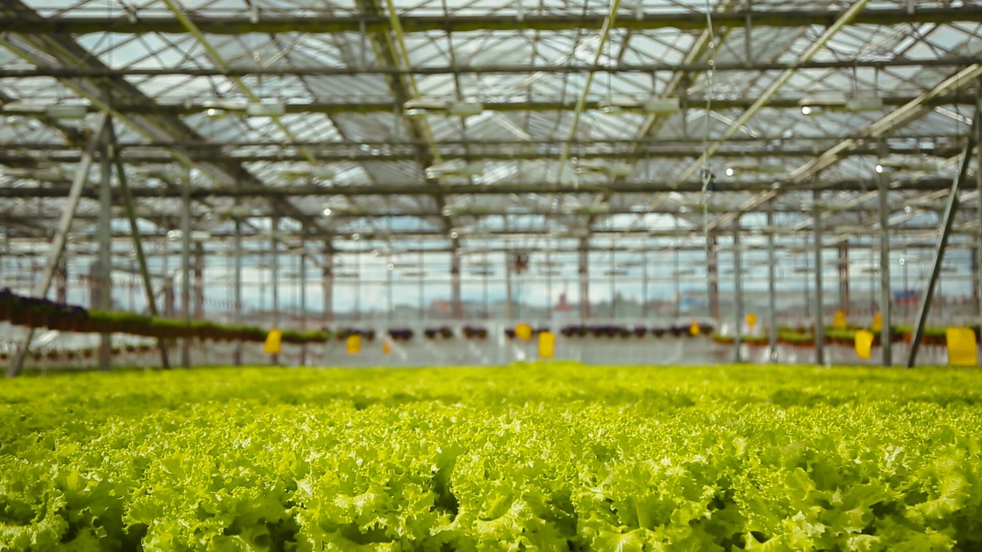 North Country Growers hydroponic greenhouse in Berlin, New Hampshire