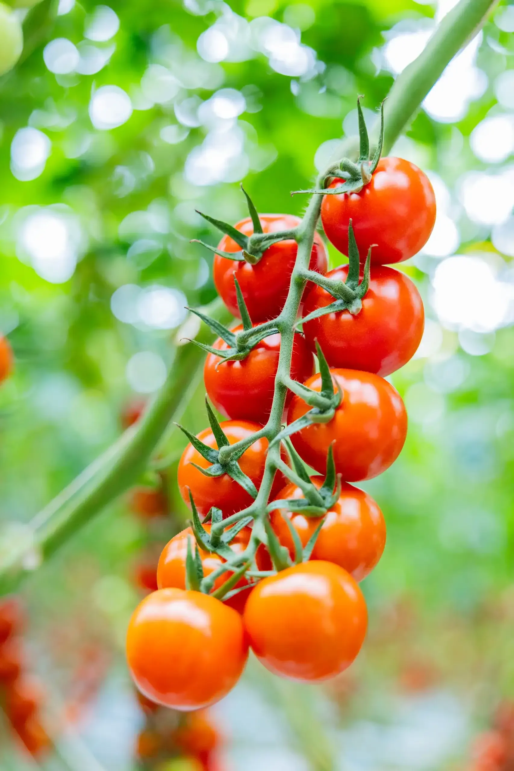 Rows of tomato plants inside an ACRES greenhouse in the Westland