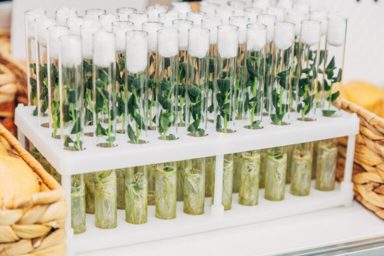Plant tissue culture material from AG2 TC