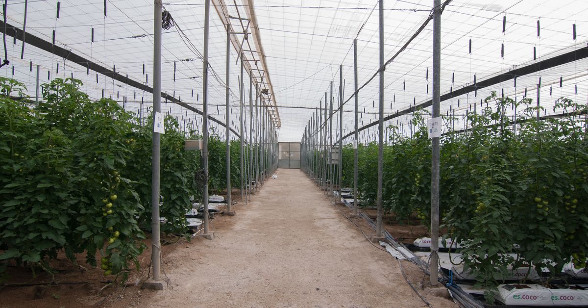 Rows of tomatoes and irrigation piping in an Almería greenhouse