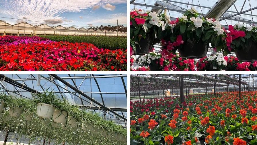 American Farms ornamental crops including flowering beds and greenhouse hanging baskets