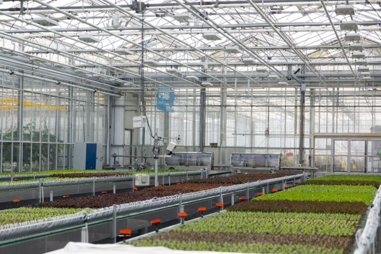 Newly completed automated BASF Nunhems greenhouse at s-Gravenzande, the Netherlands, October 2026