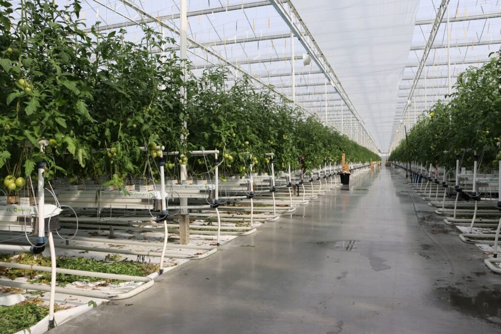 Long rows of tomato plants in a modern commercial Belgian greenhouse