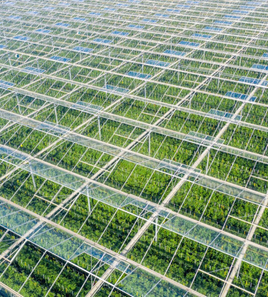 Commercial greenhouse used by Bloemteknik for horticultural lighting