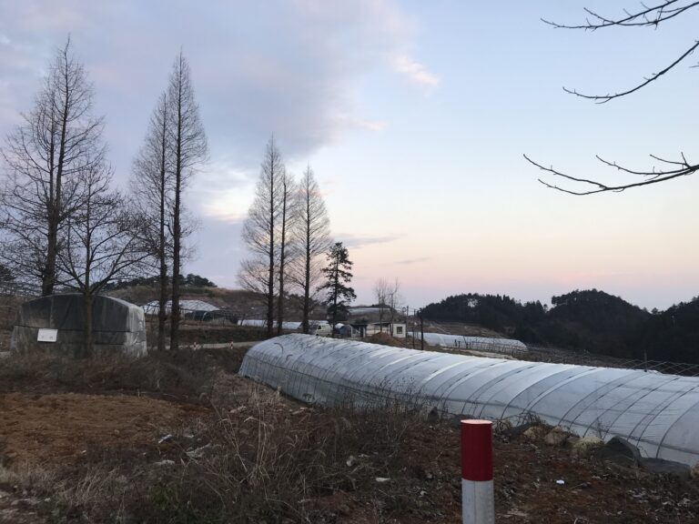 Established commercial vegetable greenhouses in Panqian Village, Zhejiang, China; illustrative, not Jinshan in Yunnan