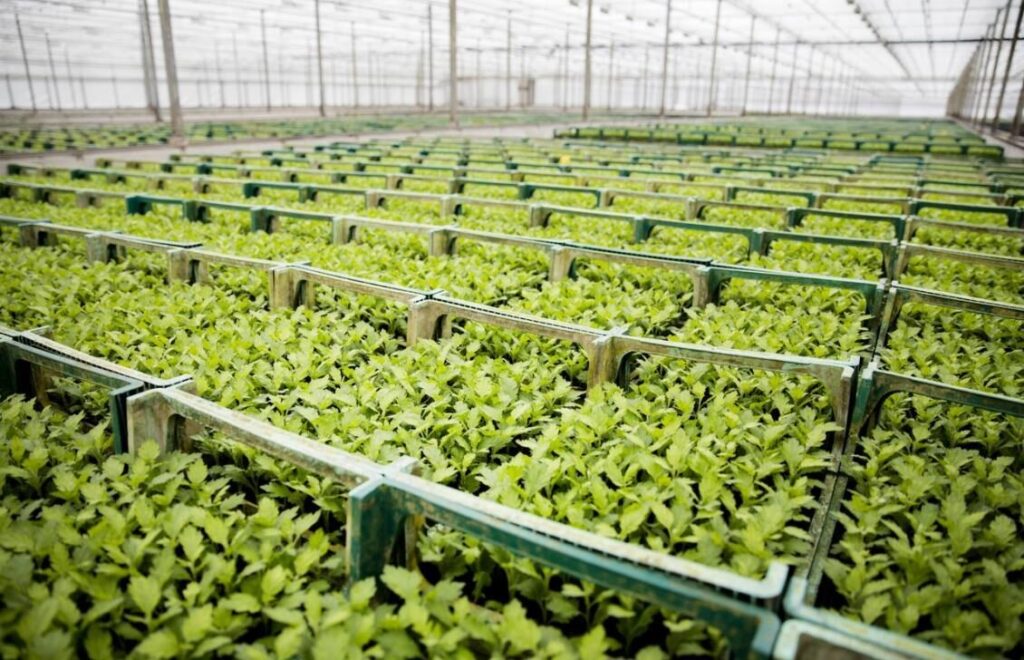 Rows of chrysanthemum cuttings inside Deliflor's propagation greenhouse
