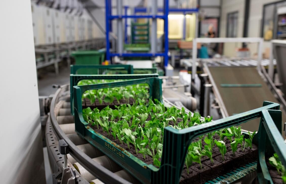 Chrysanthemum propagation trays passing along a conveyor at Deliflor's nursery