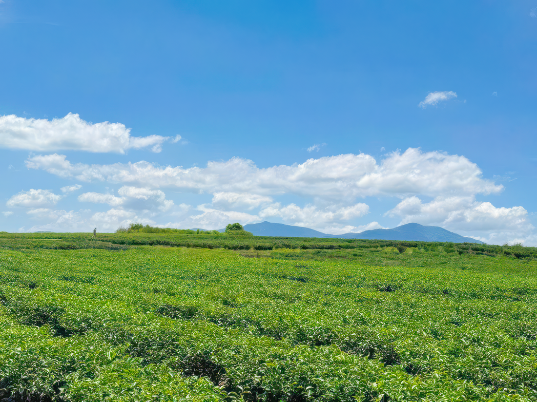 Second official Dalat Hasfarm visual accompanying its Lâm Đồng land-agreement announcement