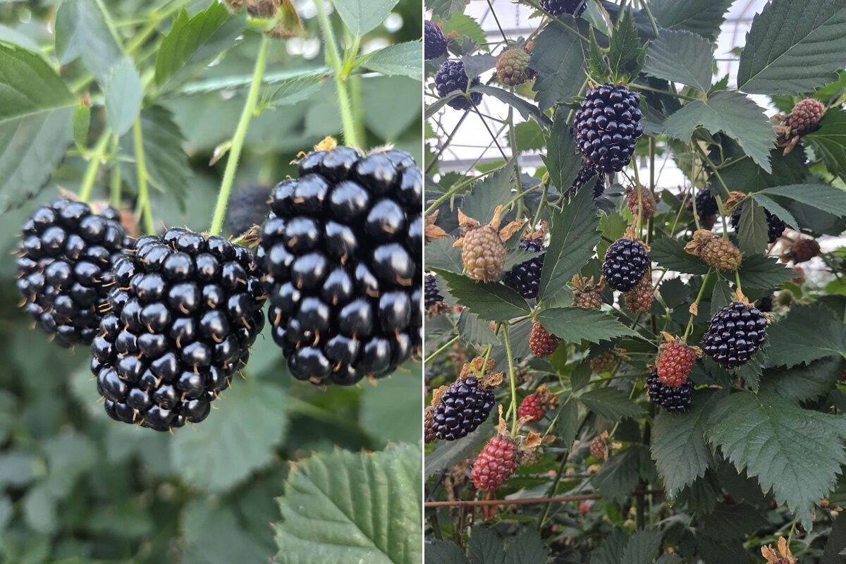 Blackberries from the original report about De Westerbouwing