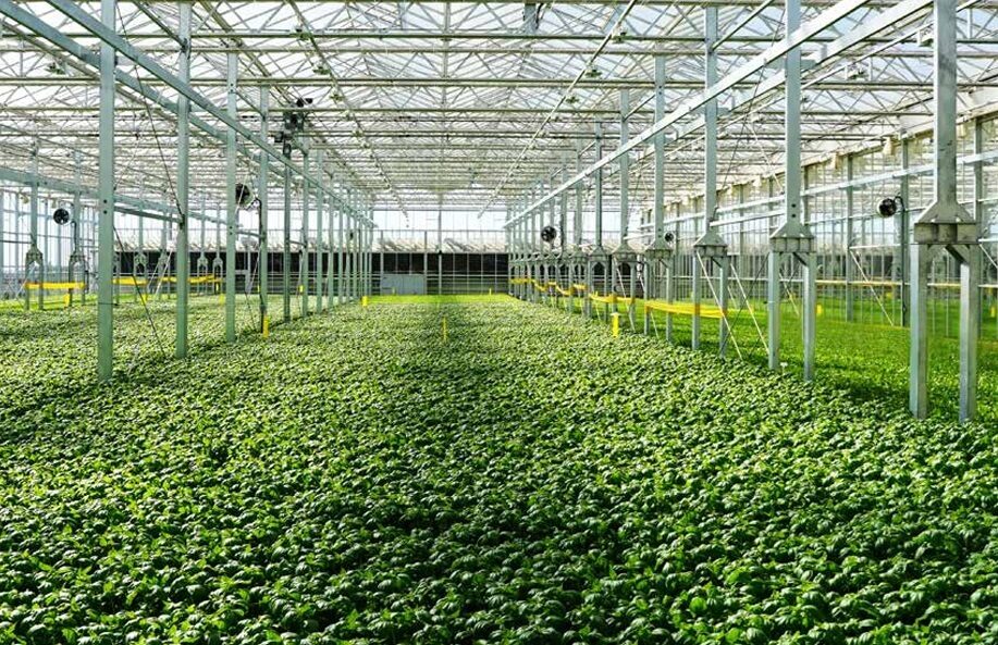 Leafy green crops growing inside a commercial greenhouse in Dixon, California