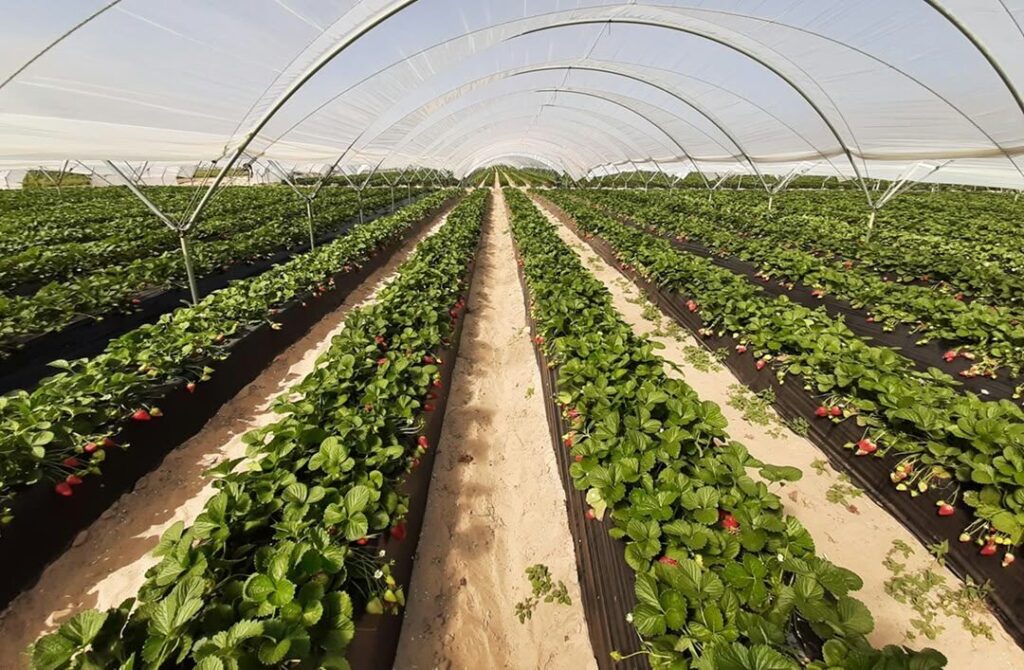 Rows of strawberries growing under protective plastic tunnels in the Doñana agricultural region