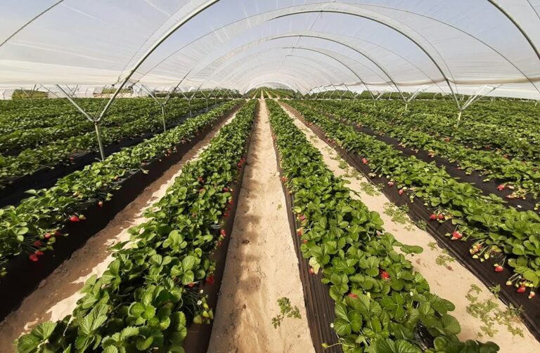 Rows of strawberries growing under protective plastic tunnels in the Doñana agricultural region