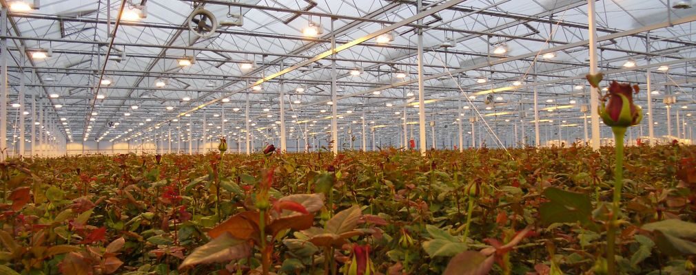 Roses growing inside a Dutch ornamental greenhouse