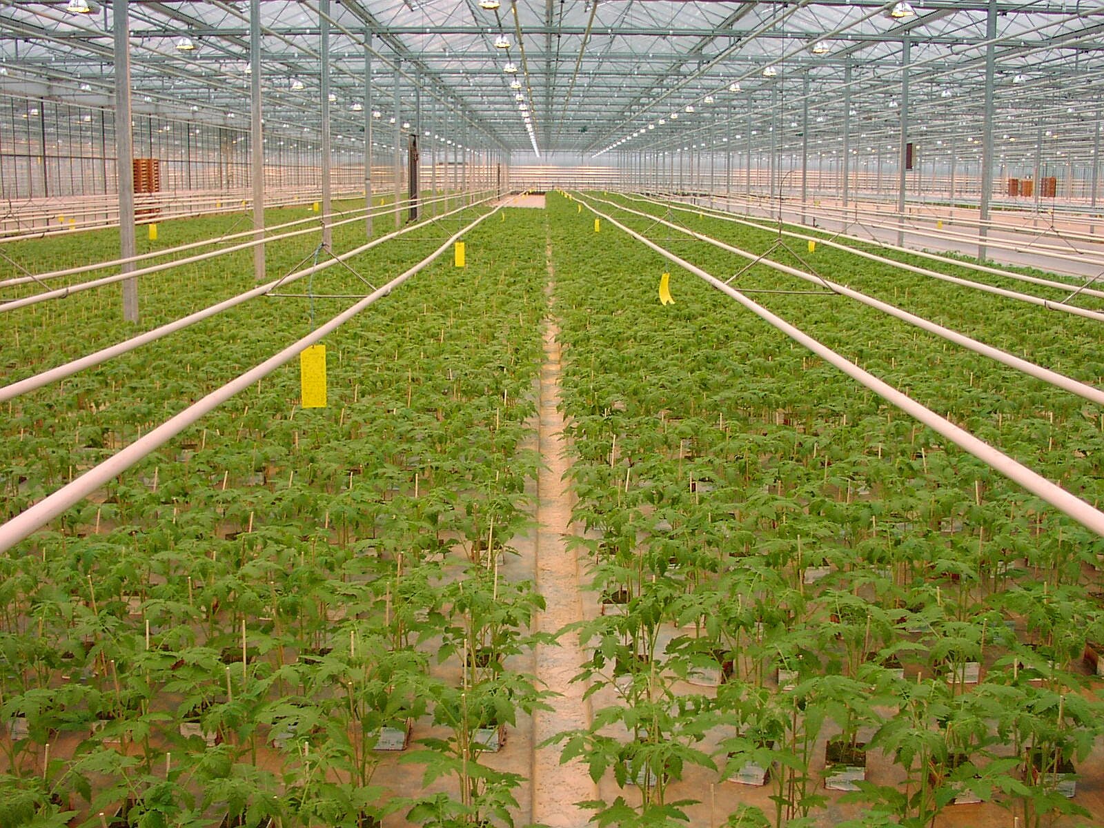 Young tomato plants in a commercial greenhouse in the Netherlands; archival illustrative photo