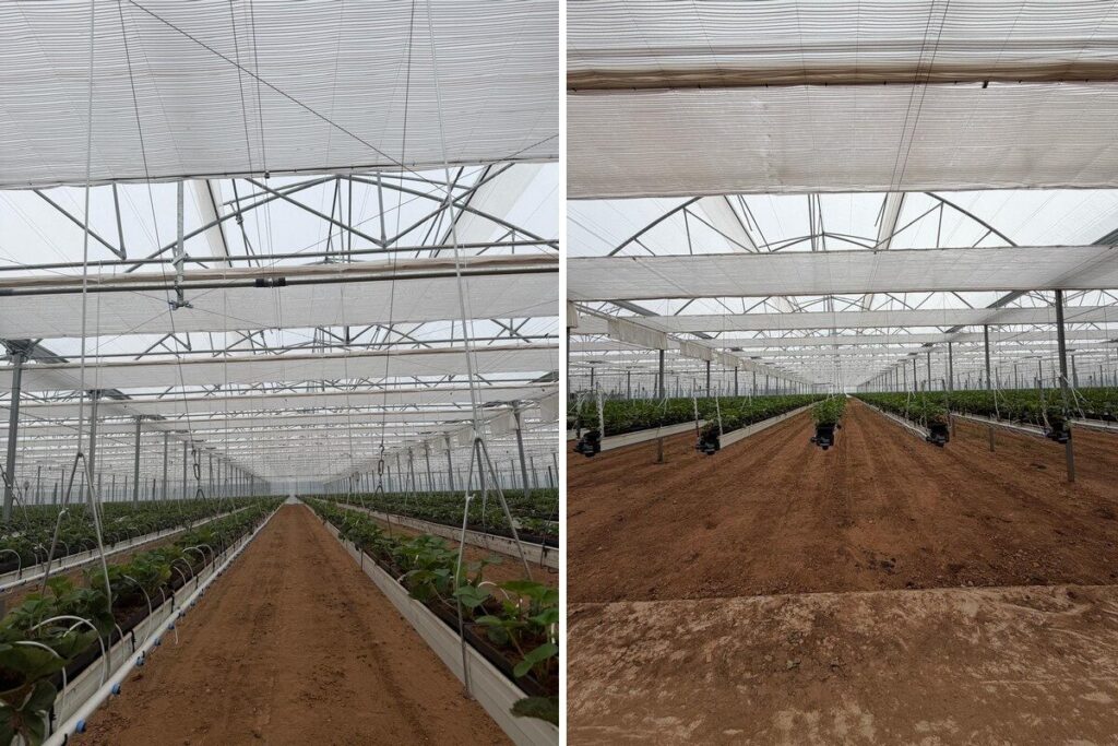 Two views of retractable climate screens installed above crop rows at A. J. Busby