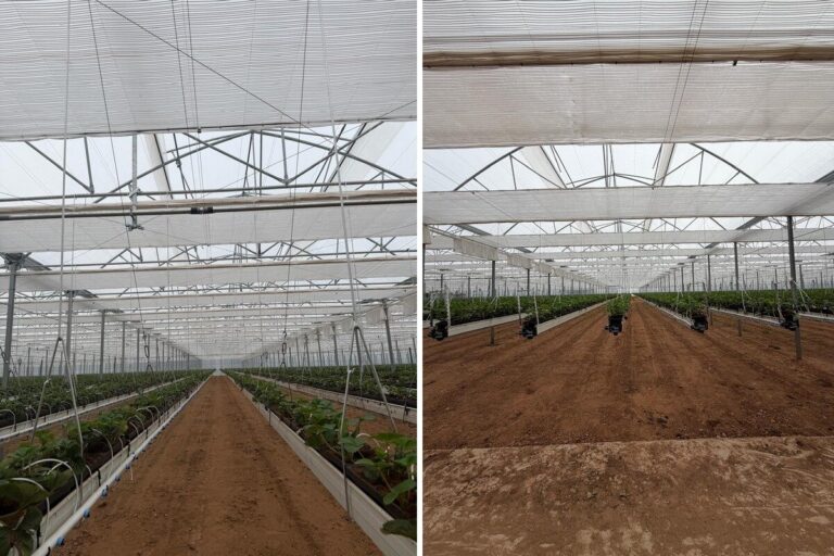 Two views of retractable climate screens installed above crop rows at A. J. Busby