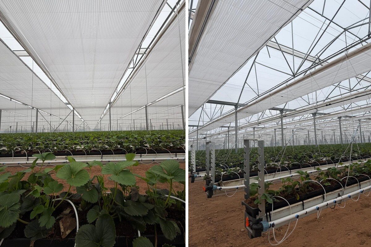 Installed retractable climate screens over protected soft-fruit rows at A. J. Busby