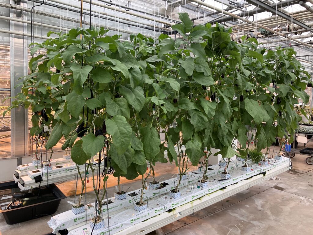 Eggplant plants with dark purple fruit trained in a Canadian greenhouse aquaponics system