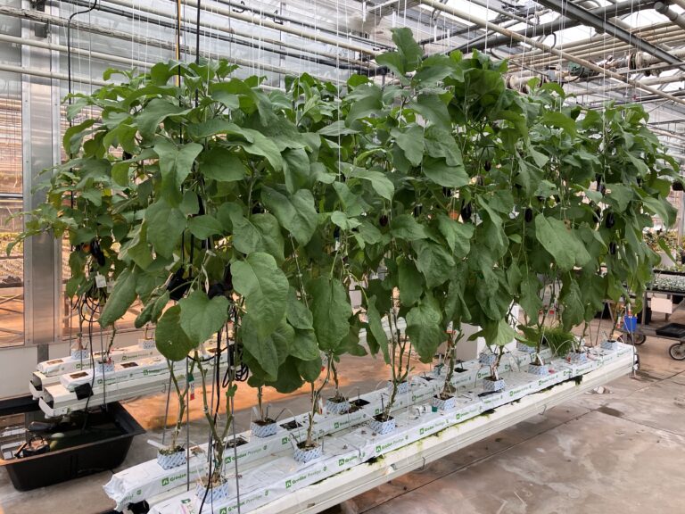 Eggplant plants with dark purple fruit trained in a Canadian greenhouse aquaponics system