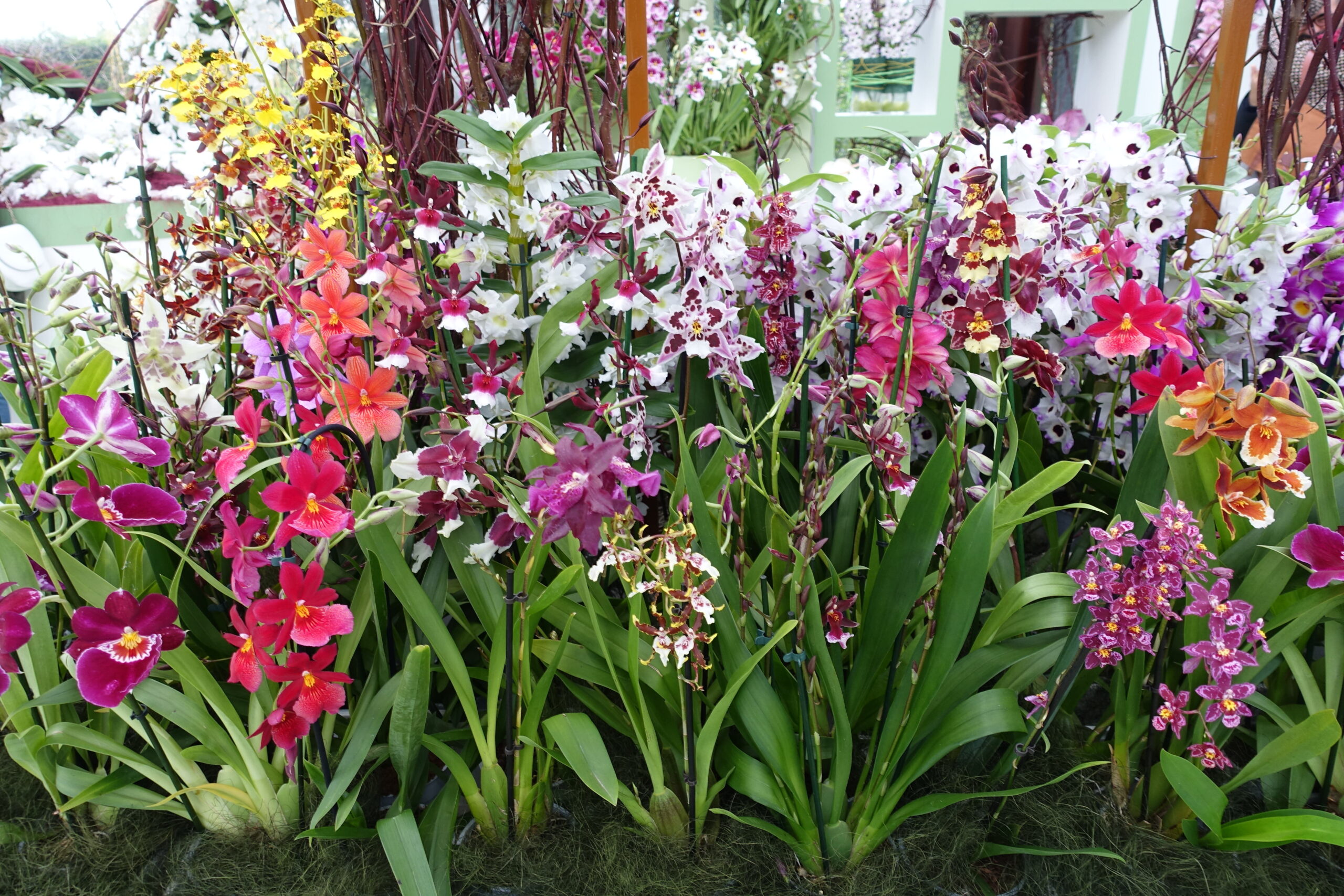 Ornamental orchids displayed at Keukenhof, Lisse, Netherlands