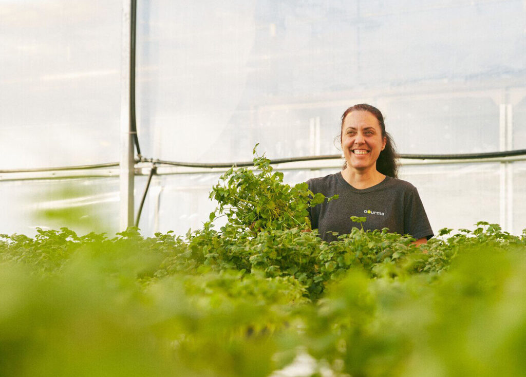 A GOURMA greenhouse employee working among rows of fresh herbs at the company’s Saint-Norbert facility