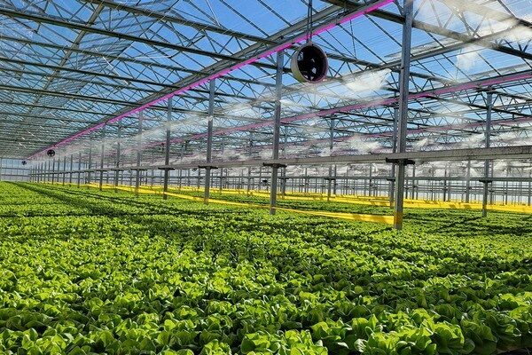 Leafy greens growing inside a Great Lakes Growers commercial greenhouse in Ohio