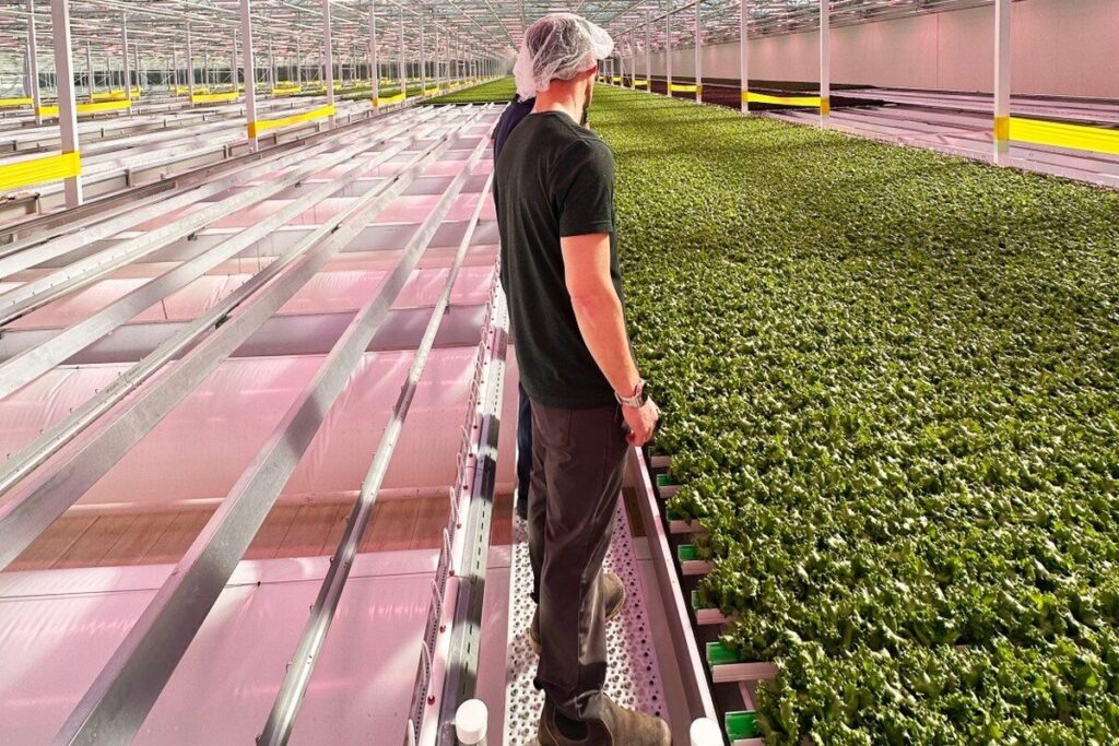Interior view of the Haven Greens greenhouse in King City, Ontario