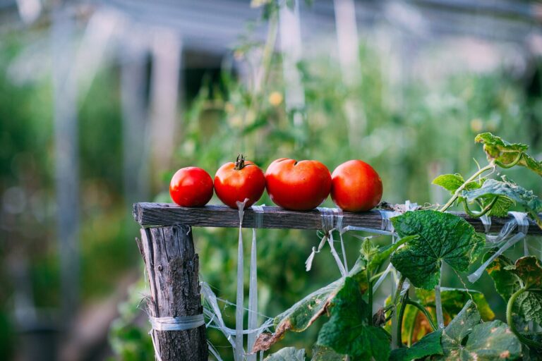 Red tomatoes on the vine inside a greenhouse, illustrating protected tomato cultivation