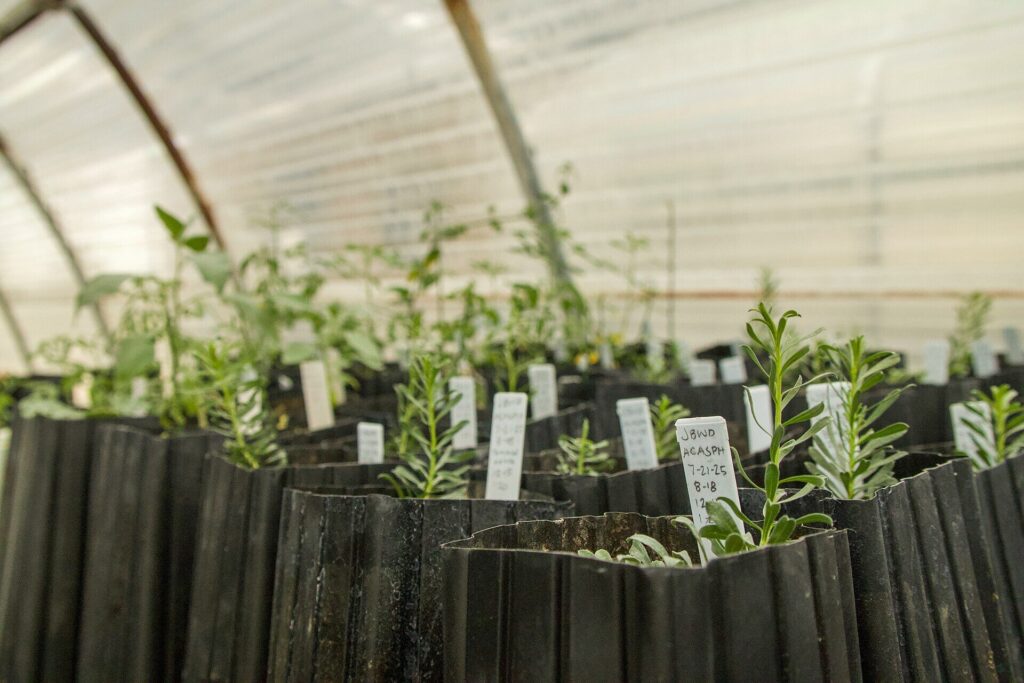 Young nursery plants in containers inside a greenhouse, representing commercial propagation stock
