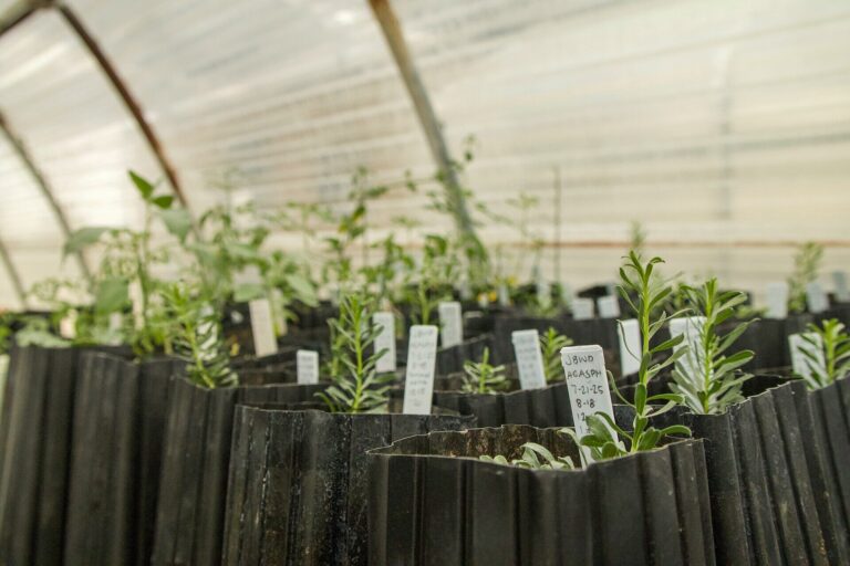 Young nursery plants in containers inside a greenhouse, representing commercial propagation stock