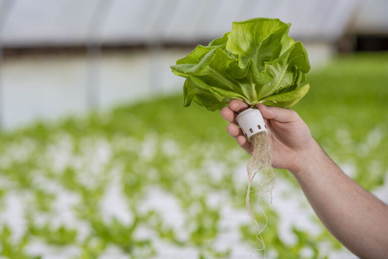 A freshly harvested hydroponic butterhead lettuce held against a greenhouse growing system