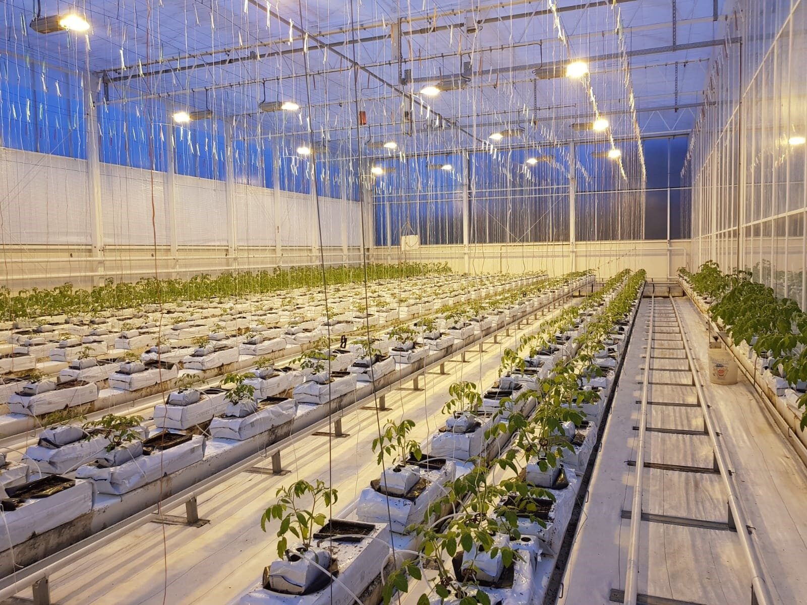 Tomato greenhouse associated with HW Seeds