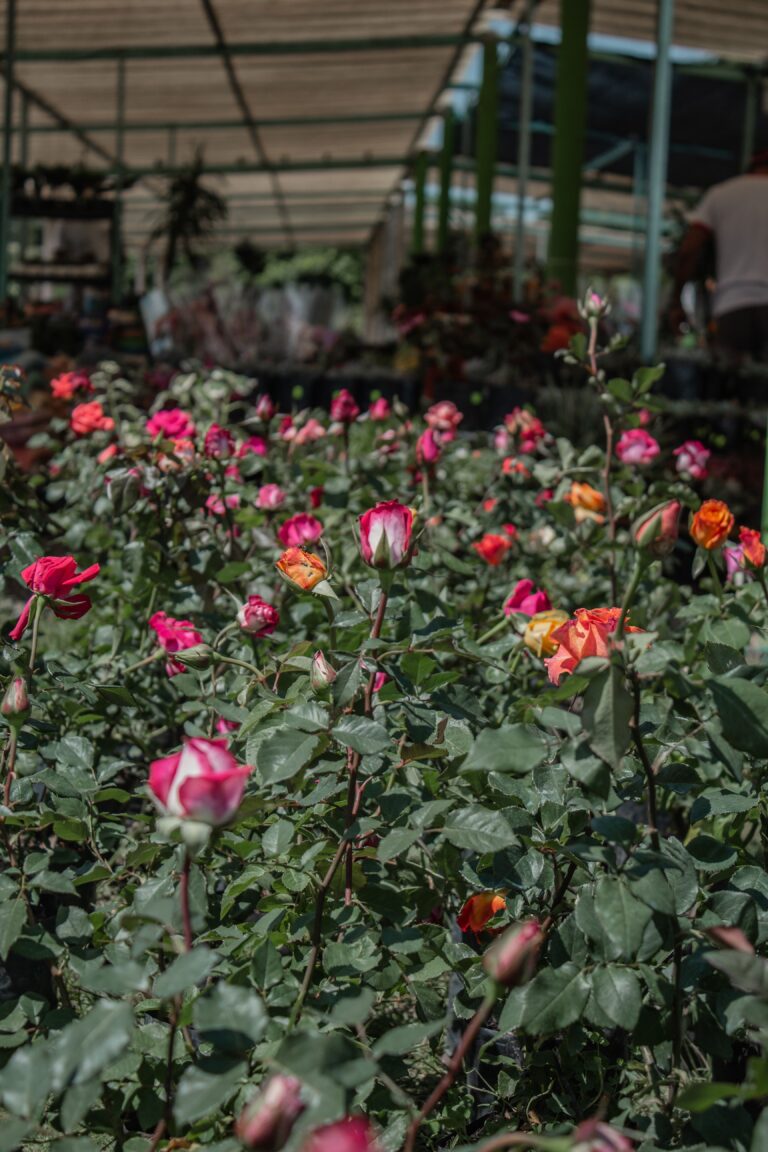 Roses growing in an ornamental greenhouse, illustrating flower export production; not an Ecuadorian shipment or document