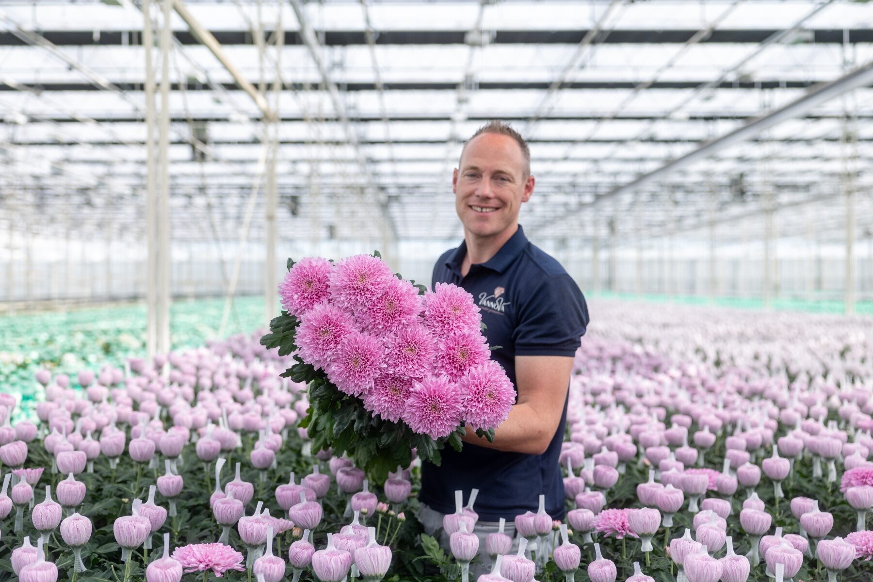 Grower holding pink chrysanthemums among cultivated rows at J&A Flowers in De Lier