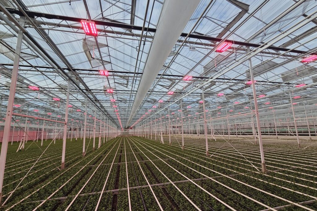 Interior view along cultivated rows under LED lights inside the J&A Flowers greenhouse in De Lier