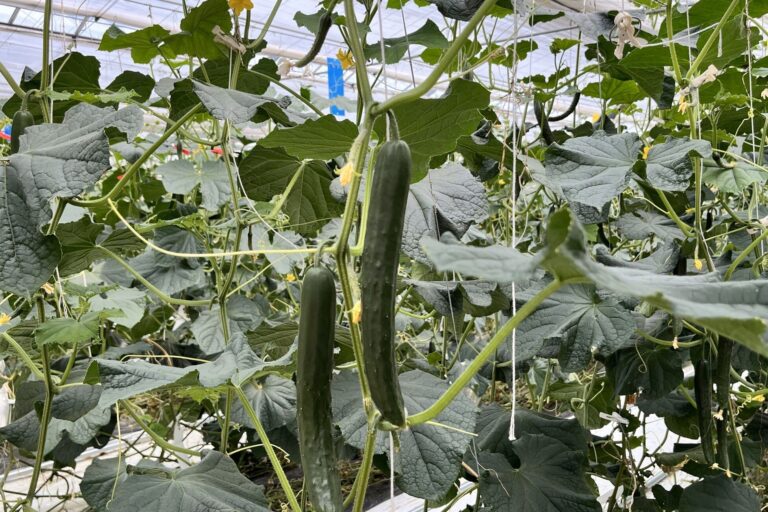 Fresh green cucumbers growing on vertically trained plants under greenhouse production