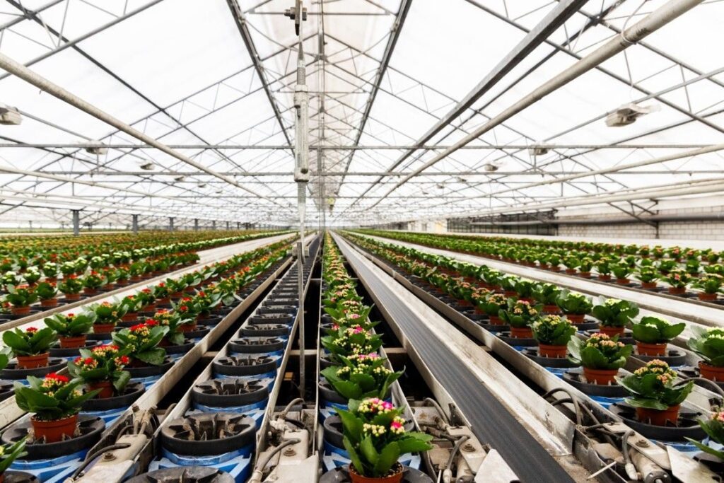 Long greenhouse benches lined with flowering potted Kalanchoe plants at KP Holland