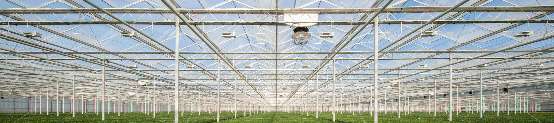 Ornamental plant cultivation under greenhouse screening in a separate Dutch nursery