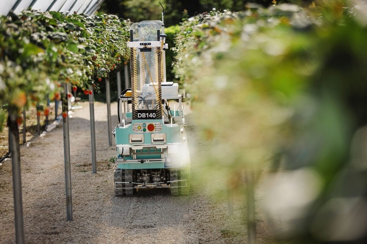 University of Lincoln agricultural robot moving through a protected berry-growing area