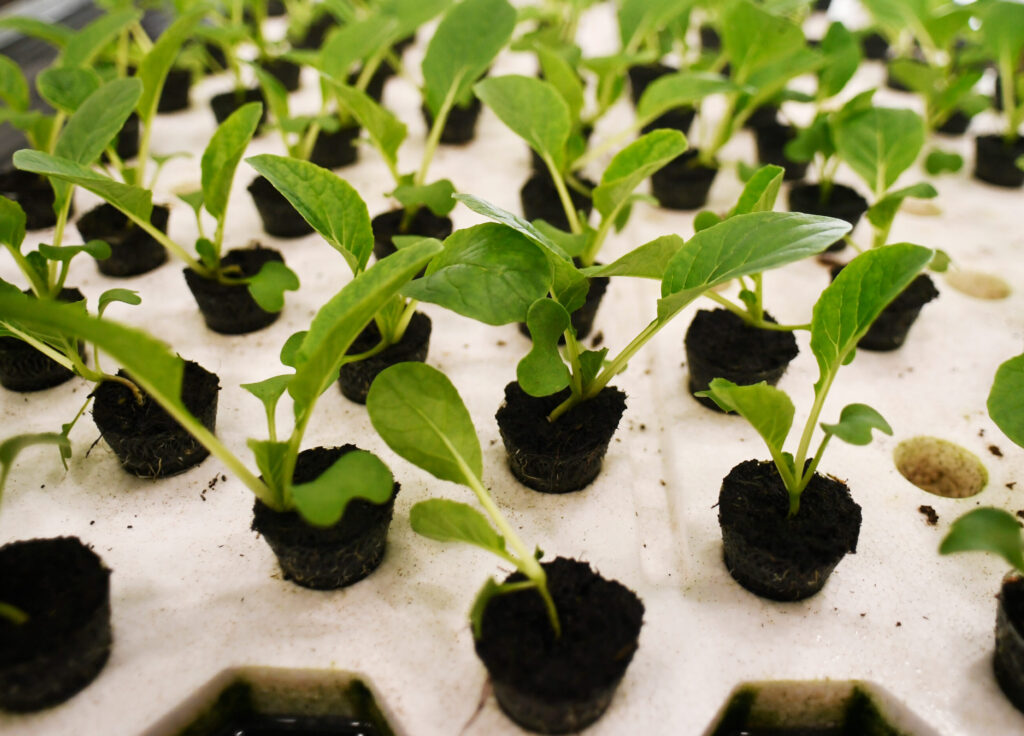Young plants in propagation plugs