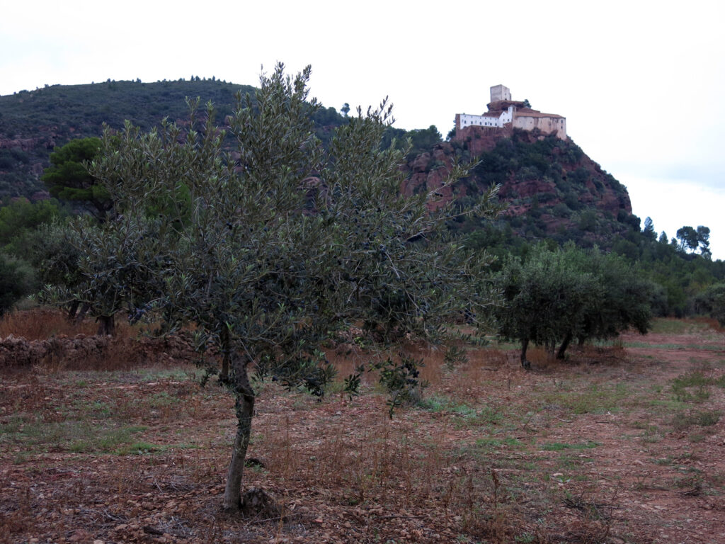 Agricultural fields in the Mont-roig del Camp area, Catalonia, with the hills beyond