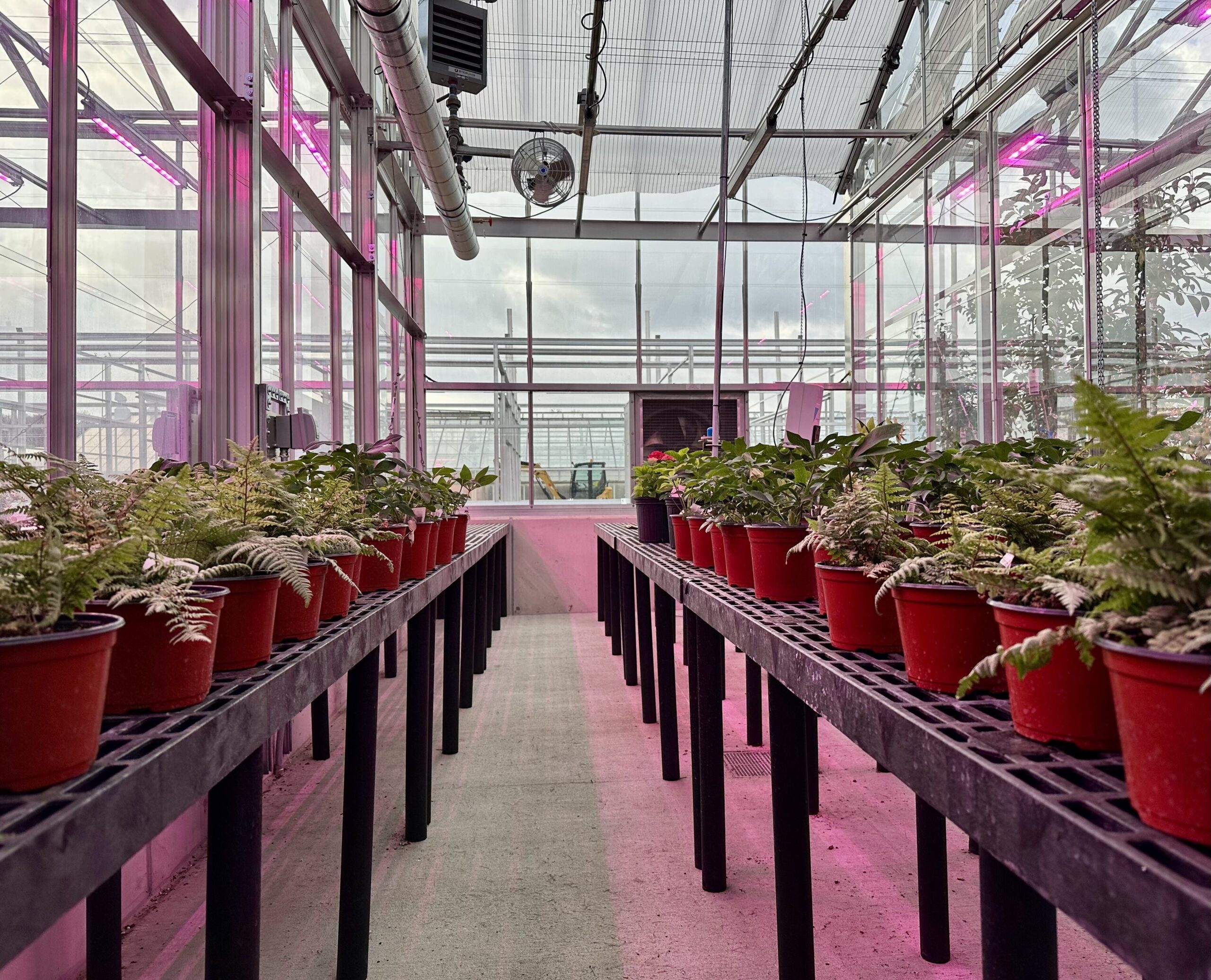 Plants on greenhouse benches inside Michigan State University's previously renovated research facilities