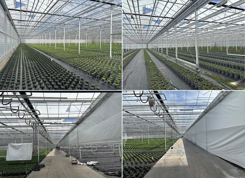 Greenhouse crop rows associated with Naki Groothandel's production near Venlo