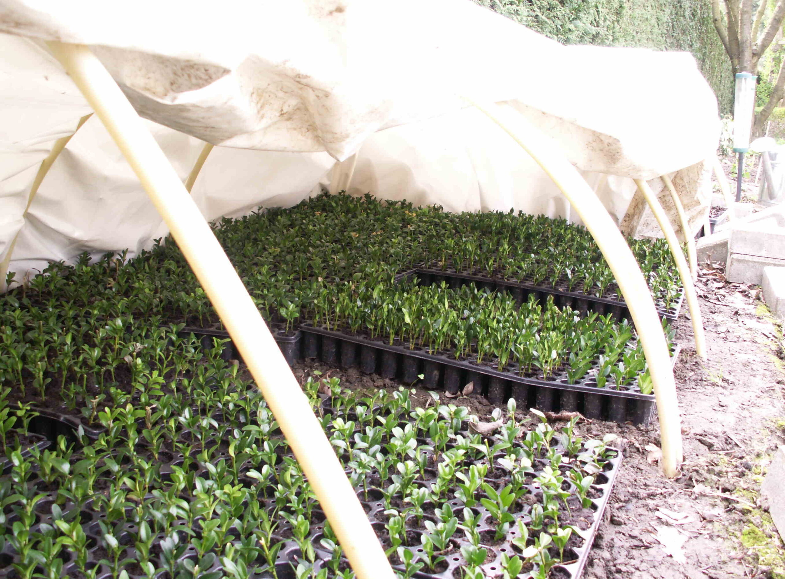 Rooted ornamental boxwood cuttings growing under a small covered propagation tunnel