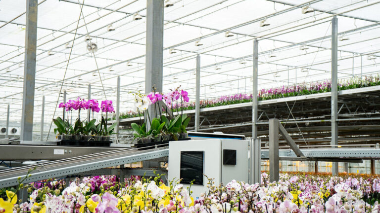Rows of potted orchids on a conveyor inside a modern production greenhouse