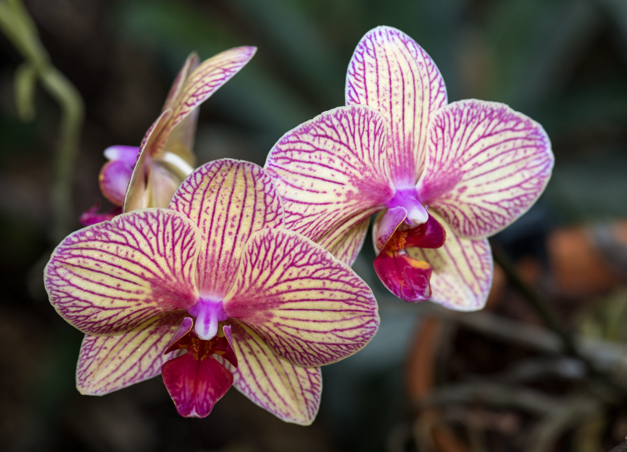 Pink and cream Phalaenopsis orchid flowers