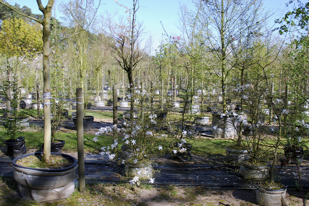 Rows of potted ornamental trees and shrubs at a nursery