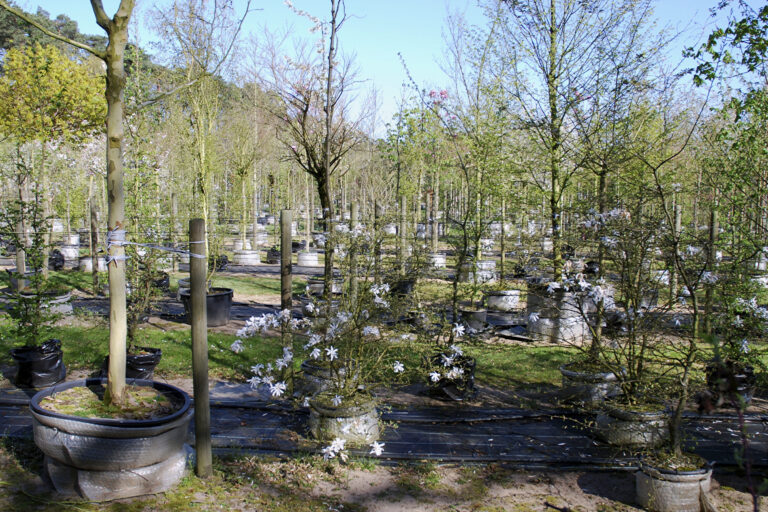 Rows of potted ornamental trees and shrubs at a nursery