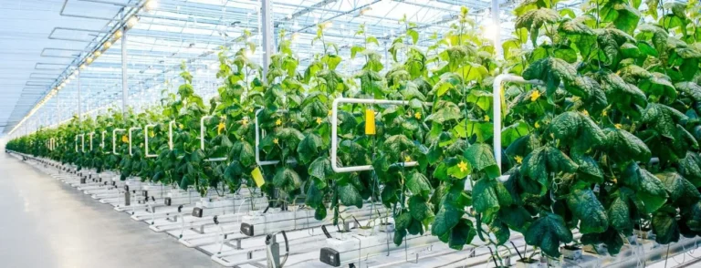 Rows of cucumber plants trained inside a commercial greenhouse, with crop support structures