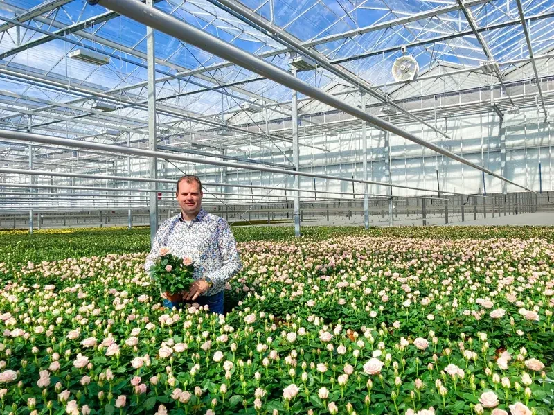 Potted rose plants at an existing Pligt Professionals commercial greenhouse